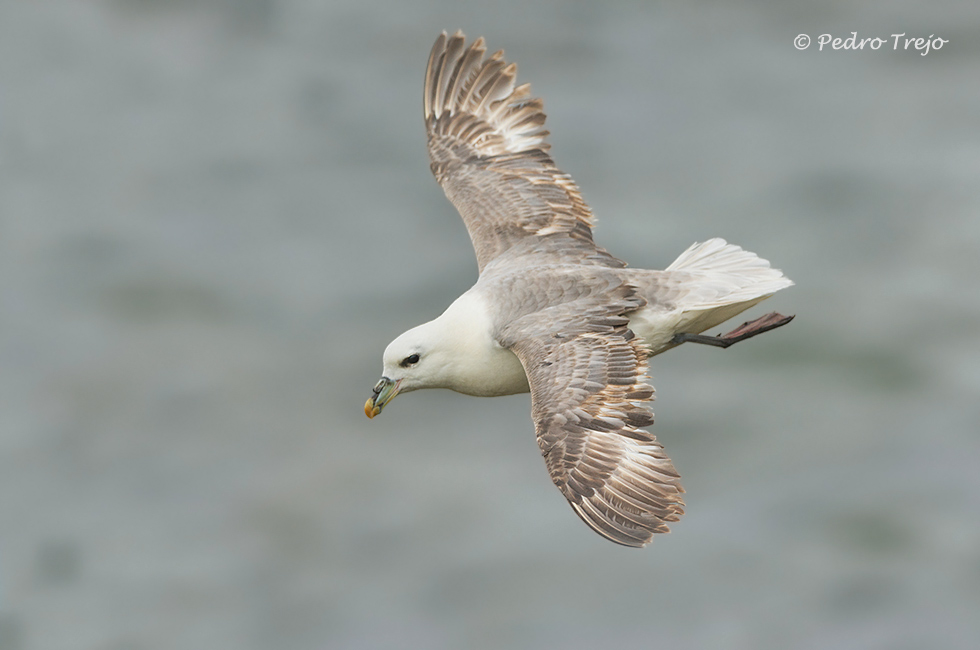 Fulmar boreal (Fulmarus glacialis)